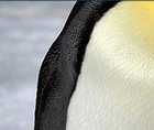 Zoomed In answers and cheats level 101-110