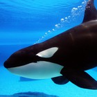 Infinite Pics level 84 Animals