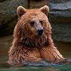 100 Pics answers and cheats level 1-50