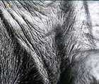 Zoomed In answers and cheats level 151-160