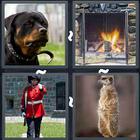4 Pics 1 Word answers and cheats level 3203