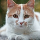 Infinite Pics level 4 Animals