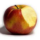Close Up Pics answers and cheats level 1-9
