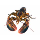 Infinite Pics level 62 Animals