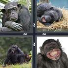4 Pics 1 Word answers and cheats level 1372