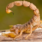 Infinite Pics level 10 Animals