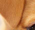Zoomed In answers and cheats level 1-10