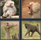 4 Pics 1 Word answers and cheats level 3470