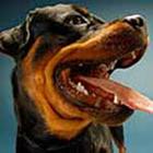 100 Pics answers and cheats level 1-50