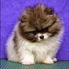 100 Pics answers and cheats level 51-100