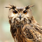 Infinite Pics level 2 Animals