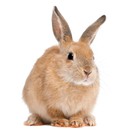 Infinite Pics level 24 Animals