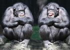 Whats the Scramble answers and cheats level 1-10