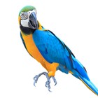 Infinite Pics level 83 Animals