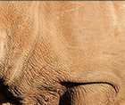 Zoomed In answers and cheats level 91-100