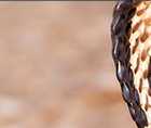 Zoomed In answers and cheats level 21-30