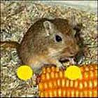 100 Pics answers and cheats level 1-50