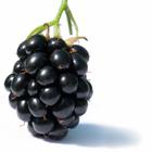 Close Up Food answers and cheats level 2-9