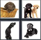 4 Pics 1 Word answers and cheats level 3519