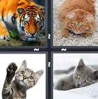 4 Pics 1 Word answers and cheats level 1198