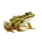 Infinite Pics level 46 Animals