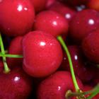Close Up Food answers and cheats level 4-9
