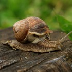 Infinite Pics level 70 Animals