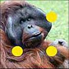 100 Pics answers and cheats level 51-100