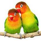 100 Pics answers and cheats level 51-100