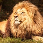Infinite Pics level 30 Animals