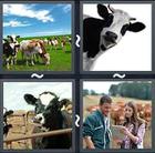 4 Pics 1 Word answers and cheats level 2274
