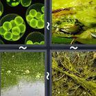 4 Pics 1 Word answers and cheats level 1907