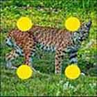 100 Pics answers and cheats level 51-100