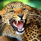 Close Up Pics answers and cheats level 25-8