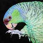 100 Pics answers and cheats level 1-50