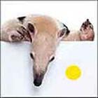 100 Pics answers and cheats level 1-50