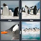 4 Pics 1 Word answers and cheats level 2037