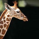 Close Up Pics answers and cheats level 20-4