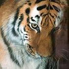 Close Up Pics answers and cheats level 41-3