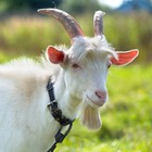 Infinite Pics level 40 Animals