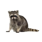Infinite Pics level 54 Animals