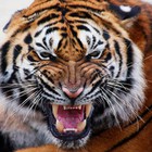 Infinite Pics level 81 Animals