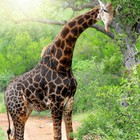 Infinite Pics level 23 Animals