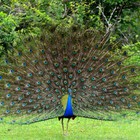 Infinite Pics level 27 Animals