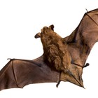Infinite Pics level 5 Animals