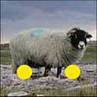 100 Pics answers and cheats level 1-50