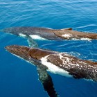 Infinite Pics level 95 Animals