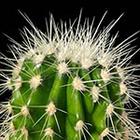 Close Up Pics answers and cheats level 7-5