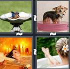 4 Pics 1 Word answers and cheats level 1426