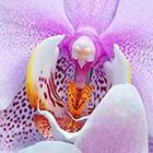 Close Up Pics answers and cheats level 28-6